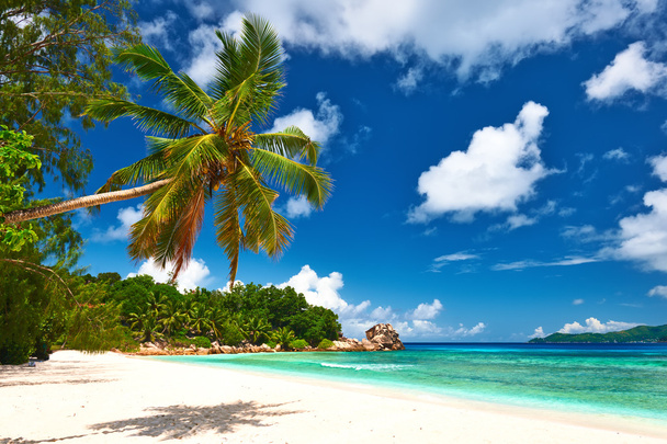 Bella spiaggia con palma alle Seychelles
 - Foto, immagini