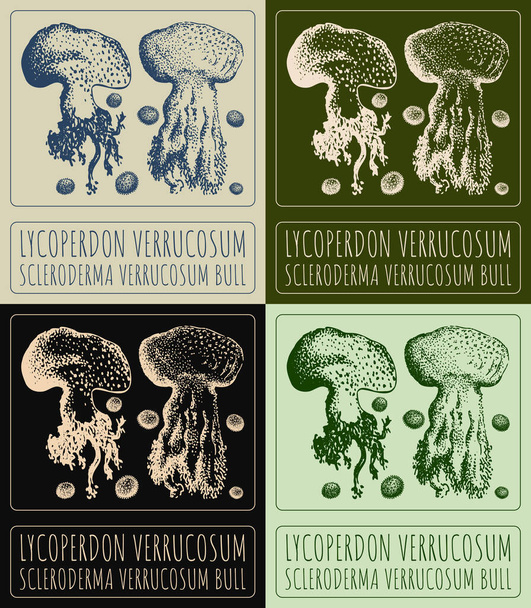 Set of vector drawing LYCOPERDON VERRUCOSUM in various colors. Hand drawn illustration. The Latin name is SCLERODERMA VERRUCOSUM BULL. - Διάνυσμα, εικόνα