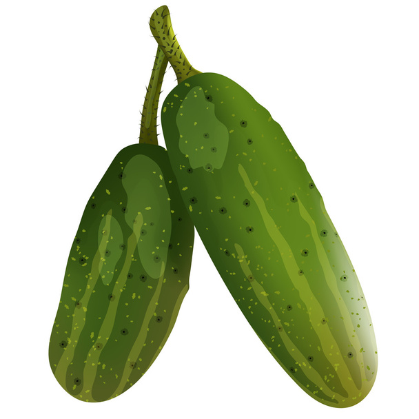 Ripe fresh cucumbers - Vector, Image