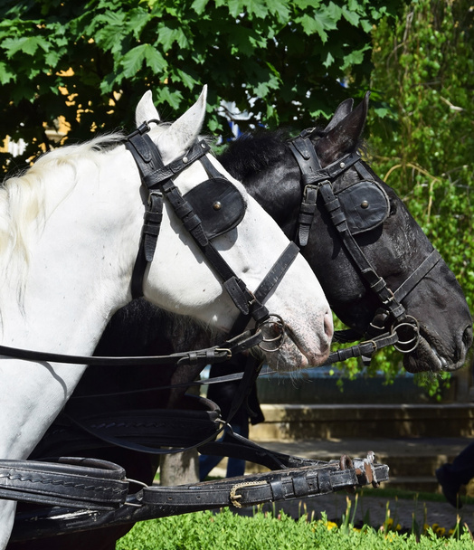 Szürke és fekete ló - Fotó, kép