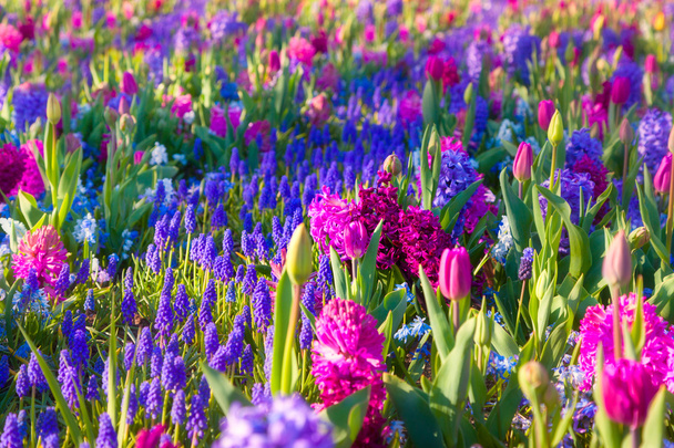 Maravillosas flores en el Parque Keukenhof. - Foto, Imagen