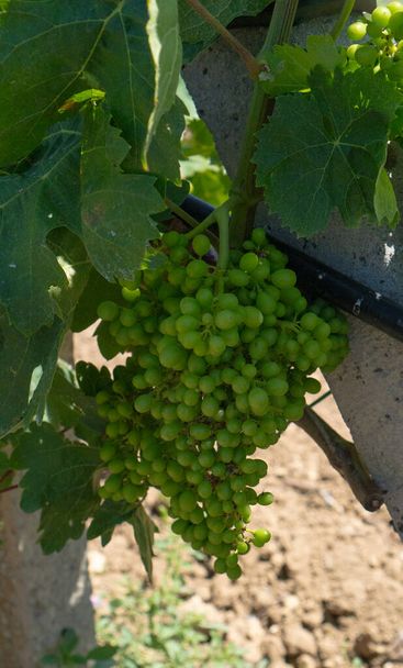 виноградники Кариньяно и верментино, Сантади, южная Сардиния - Фото, изображение