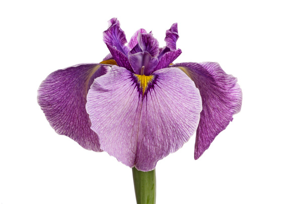 Фиолетовый цветок радужной оболочки, выделенный на белом
 - Фото, изображение
