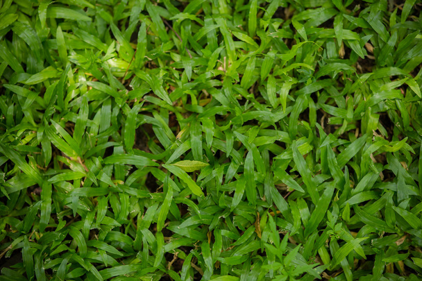 Zöld fű zökkenőmentes textúra. Varrat nélküli, csak a vízszintes dimens - Fotó, kép