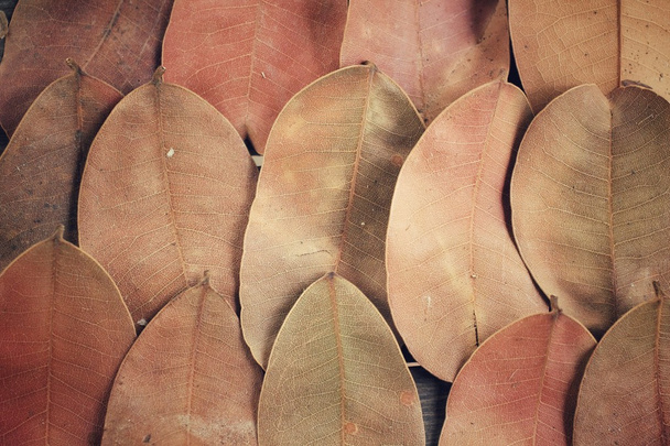 hojas secas fondo
 - Foto, Imagen
