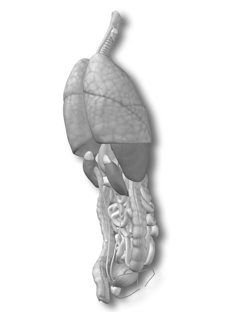 органы грудной клетки для проектирования анатомии
. - Фото, изображение
