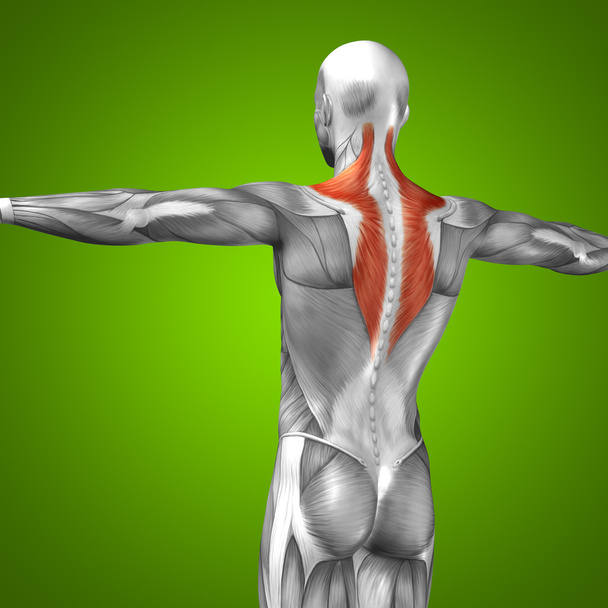 Espalda conceptual anatomía humana
 - Foto, imagen