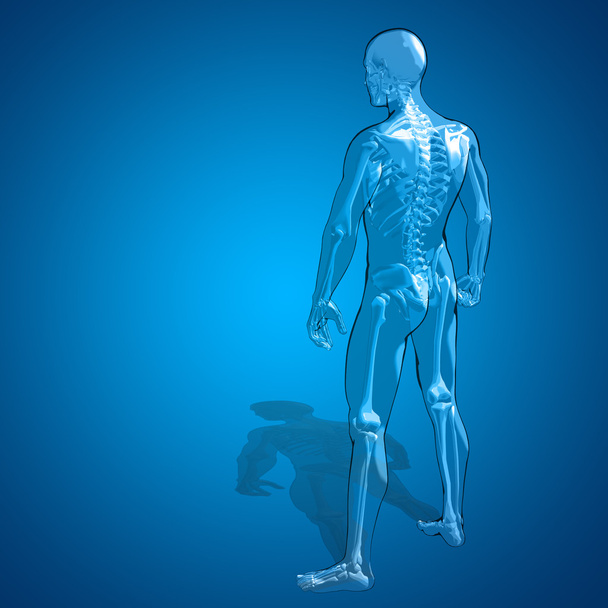 Conceptual  male skeleton - Photo, Image
