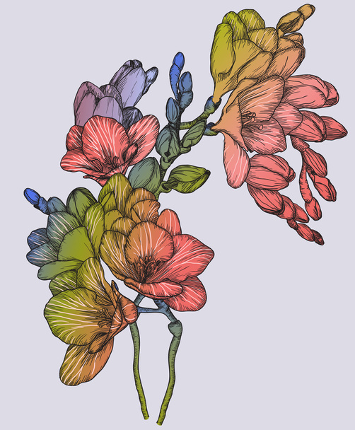 Beautiful bouquet of spring freesias - Vector, Image