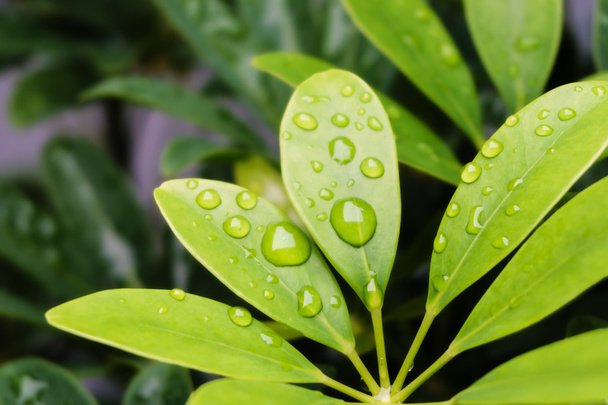 крапля води на зеленому листі, макро
 - Фото, зображення