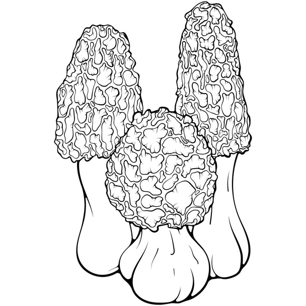 Drie morellen champignons. Een sponzige morel. Bos herfst eetbare paddenstoel. Vector illustratie in de hand getekend schets doodle stijl. Line art grafisch vegetarisch voedsel geïsoleerd op wit. Ontwerp voor kleurboek - Vector, afbeelding