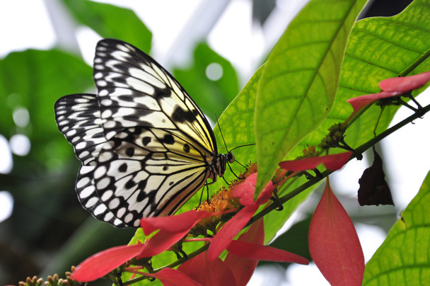 rizspapír pillangó - Fotó, kép