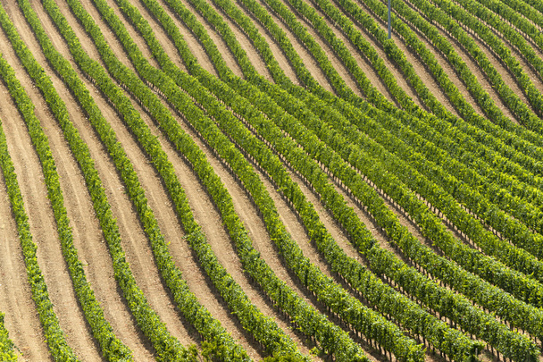 Landscape with vineyards at summer near Montepulciano (Siena, Tu - 写真・画像