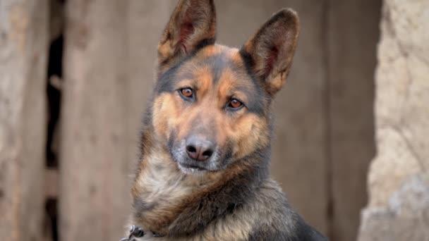 Islak burunlu Alman çoban köpeği portresi. Tasmalı köpek dikkatlice kameraya bakıyor. Evcil hayvan bakımı konsepti - Video, Çekim