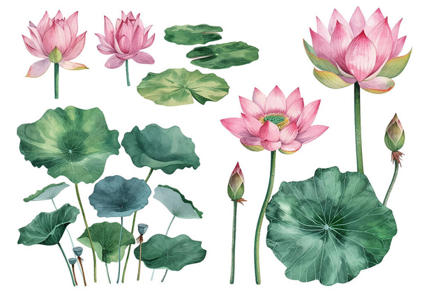 3d conjunto de flores de loto blanco y rosa, tallos y hojas para la publicidad y las invitaciones vector ilustración - Vector, Imagen