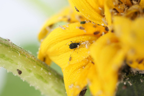 Close-up van bladluizen en insecten die zich voeden met gele bloemblaadjes in een levendige lentetuin - Foto, afbeelding