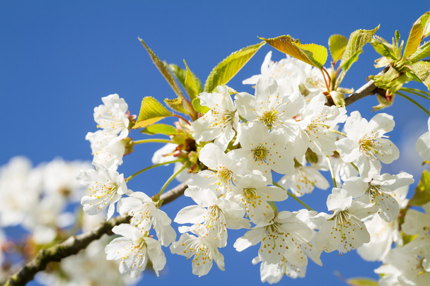 Bunches of cherry blossom.  - Photo, Image