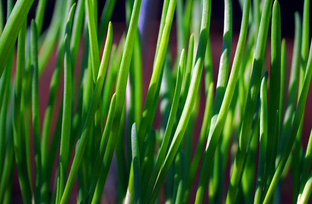 növekszik a növényi kert zöld hagyma - Fotó, kép