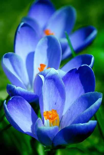 Frühlingsblumen - Krokus - Foto, Bild