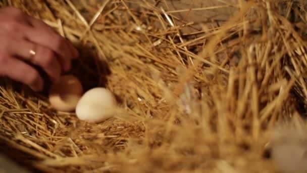 Mani femminili che prendono uova
 - Filmati, video