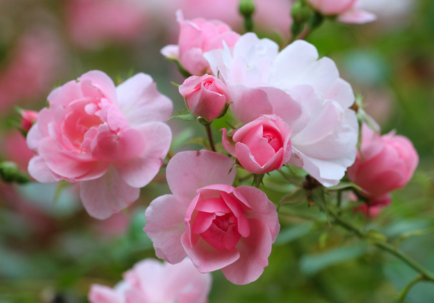 Bahçedeki güller - Fotoğraf, Görsel