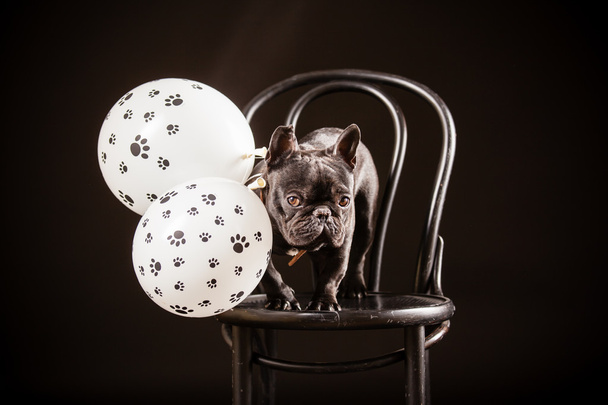 Franse bulldog  - Foto, afbeelding
