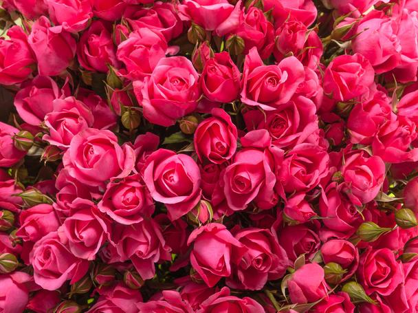 Small pink roses bouquet close up - Fotoğraf, Görsel