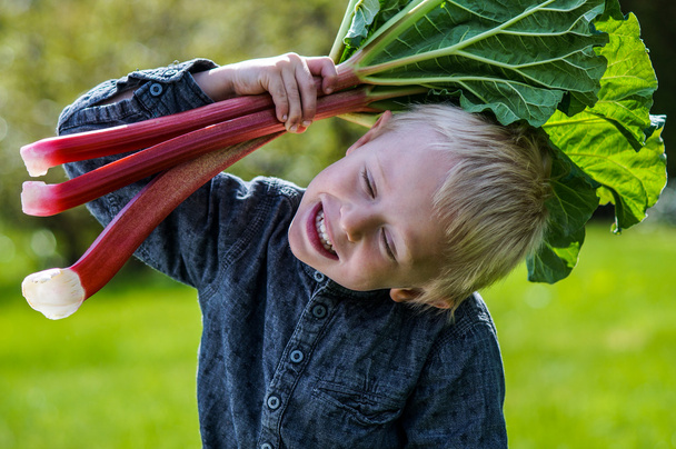 Jeden mały chłopiec przedszkola, który ma jeden wielki kilka zbiorów rhubarbs w ogrodzie w słoneczny wiosenny dzień. - Zdjęcie, obraz