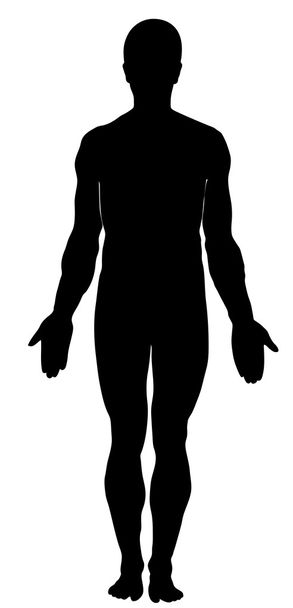 Male human anatomy - Вектор, зображення