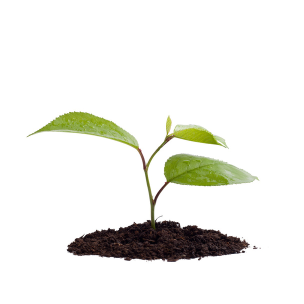 Молода зелена рослина на білому тлі
 - Фото, зображення