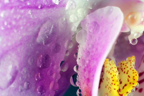 蘭のマクロ画像。小さな被写し界深度で撮影した、蘭の花の滴。群落のカラフルな背景 - 写真・画像