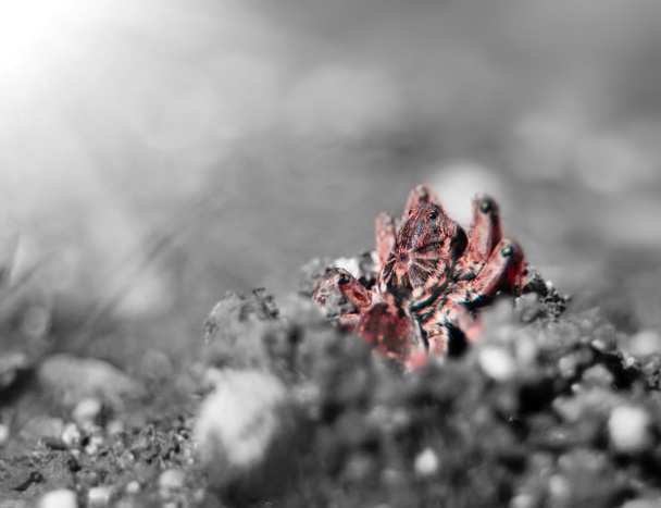 Loup araignée rouge (Lycosa tarantula) sur fond monochrome. DOF peu profond
. - Photo, image