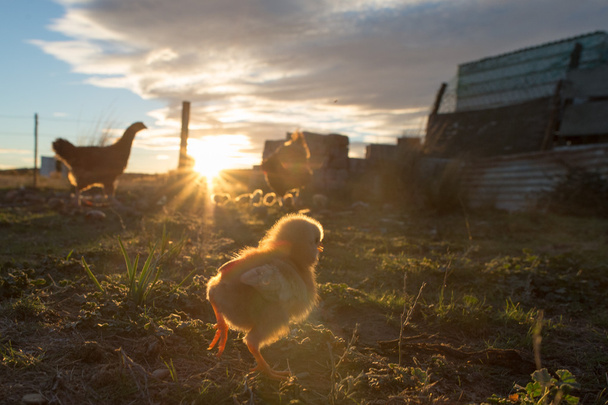 düşünceli tavuk ve civciv bir çiftlik - Fotoğraf, Görsel