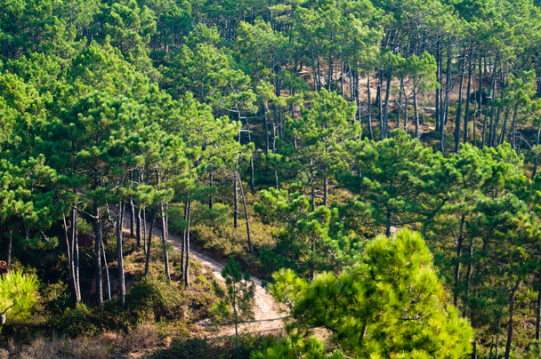 The forest on Mount - Фото, зображення