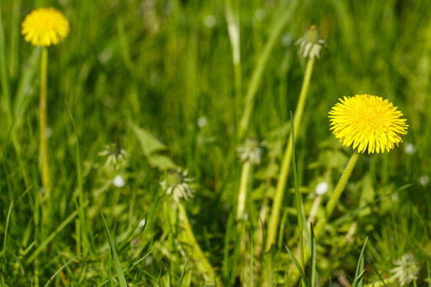 Sarı karahindiba çim bir bahar gününde içinde. - Fotoğraf, Görsel