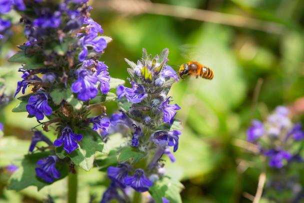 A abelha em voo coletando pólen de uma flor azul
 - Foto, Imagem