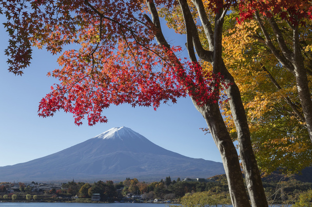 Vaahteran lehdet muuttuvat syksyn väreiksi Fuji-vuorella, Japanissa
 - Valokuva, kuva