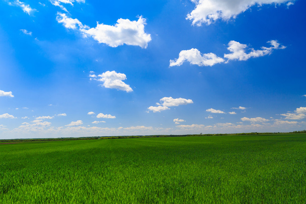 Mavi gökyüzü ile yeşil alan - Fotoğraf, Görsel