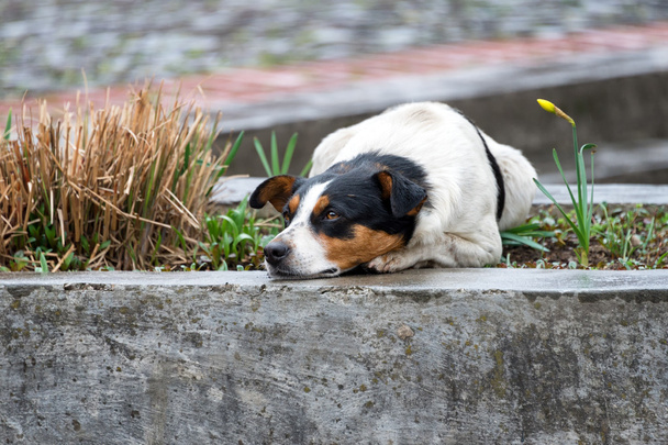 Lonely and sad homeless dog lying on the street. - Photo, Image
