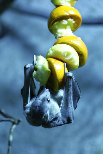 Murciélago de fruta egipcio
 - Foto, Imagen