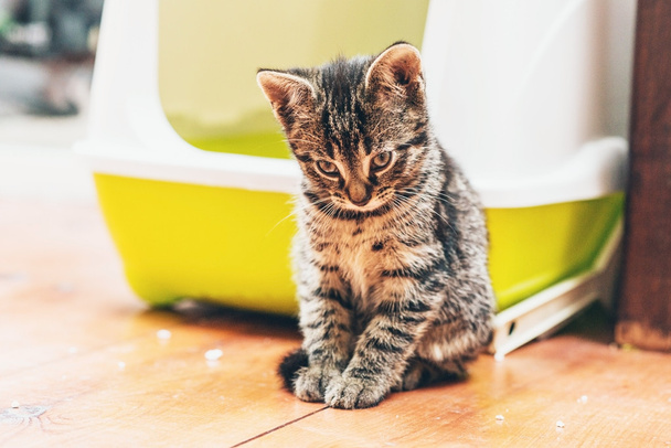 Sonnolento pensieroso piccolo gattino tabby
 - Foto, immagini