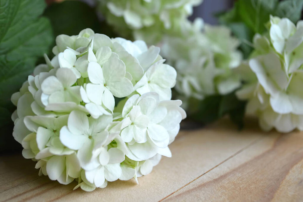 bílá hortenzie květiny na dřevěném pozadí - Fotografie, Obrázek
