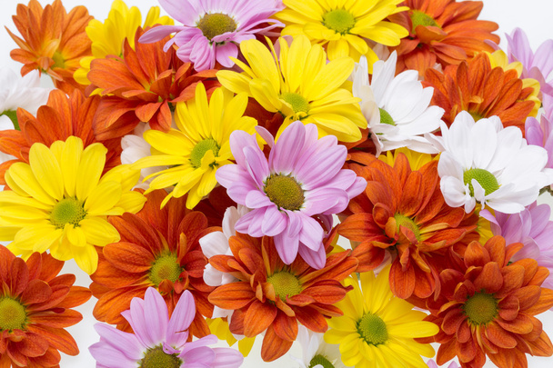 Gros plan sur les fleurs colorées du chrysanthème
 - Photo, image