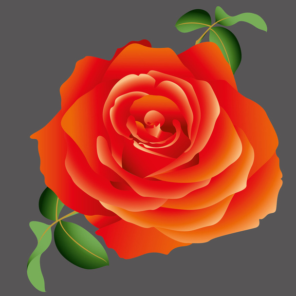 Vektor rote Rose - Vektor, Bild