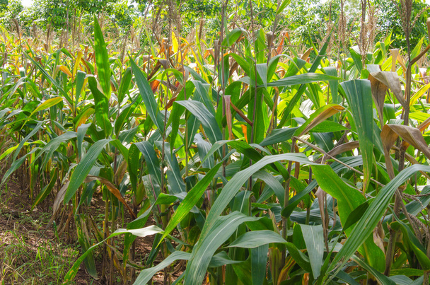 Corn on the field - Photo, Image