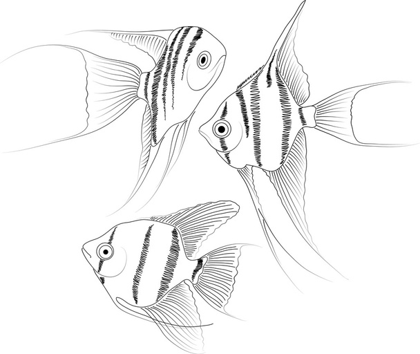 Peixes de aquário branco
 - Vetor, Imagem