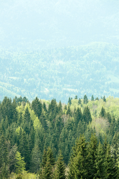 健康的なカラフルな針葉樹と落葉広葉樹林 - 写真・画像