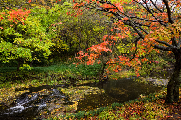 couleurs automne arbre
 - Photo, image