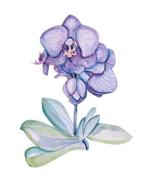 hand - tekening aquarel illustratie van een bloem - Foto, afbeelding