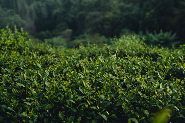 Foglie di tè verde nella piantagione di tè al mattino - Foto, immagini